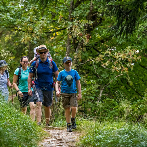 Eine Gruppe Wanderer mit Kindern auf dem Teilstck des Wiedener Ecks unterwegs. Sie durchqueren einen Bergwald. 