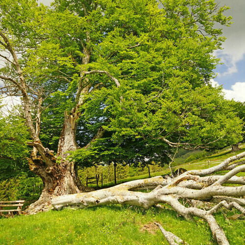 alte Weidbuche am Weidbuchenpfad auf der Stuhlsebene.