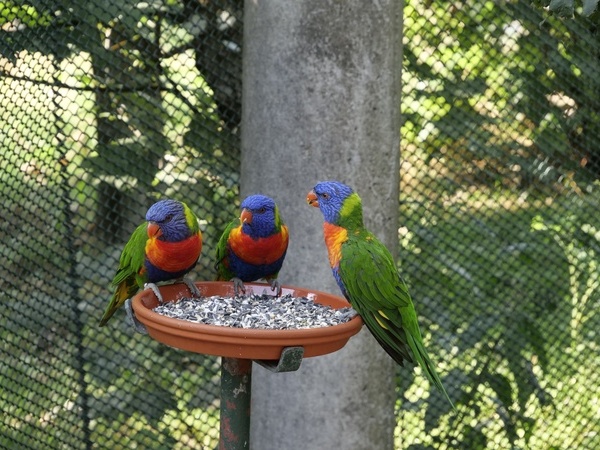 Vögel im Vogelpark in Steinen, Fotoquelle: Pixabay Vögel im Vogelpark in Steinen, Fotoquelle: Pixabay