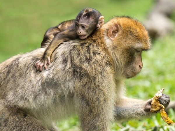 Symbolbild Affen auf dem Affenberg, Bildquelle: Michael Schwarzenberger / Pixabay Symbolbild Affen auf dem Affenberg, Bildquelle: Michael Schwarzenberger / Pixabay