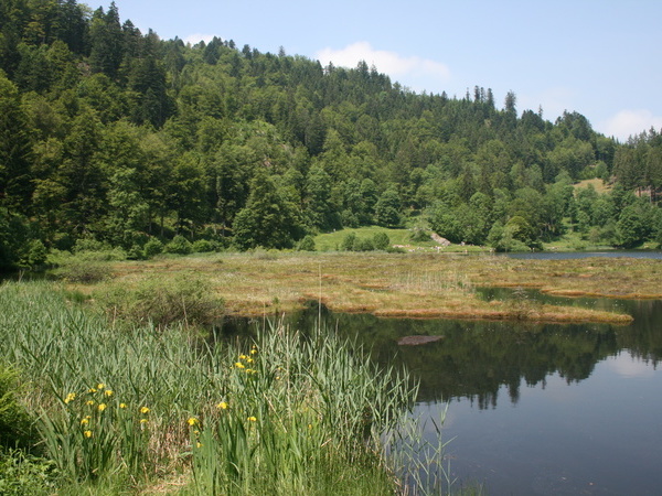 Blick vom Ufer des Nonnenmattweiher Blick vom Ufer des Nonnenmattweiher