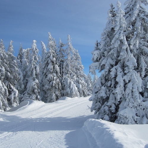 Langlaufspur zwischen tief verschneiten Tannen - Langlaufspur zwischen tief verschneiten Tannen -