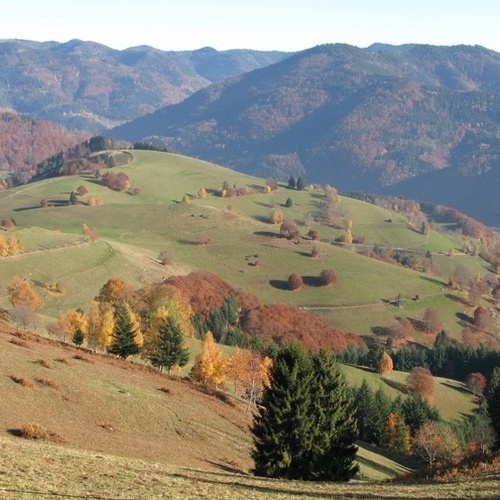 Blick auf den Lärchenweg bei Rollsbach im Herbst - 