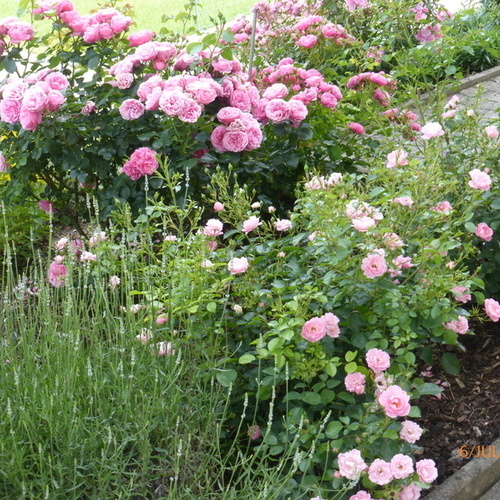 Blick aus der Ferienwohnung auf Rosensträucher   - 