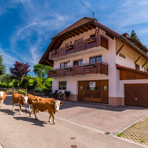 Kühe laufen auf der Straße im Hintergrund das Wohnhaus der Familie Bauer - 