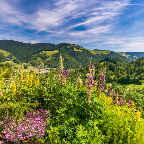 Aussicht auf Schönau und ins Wiesental - Aussicht auf Schönau und ins Wiesental -