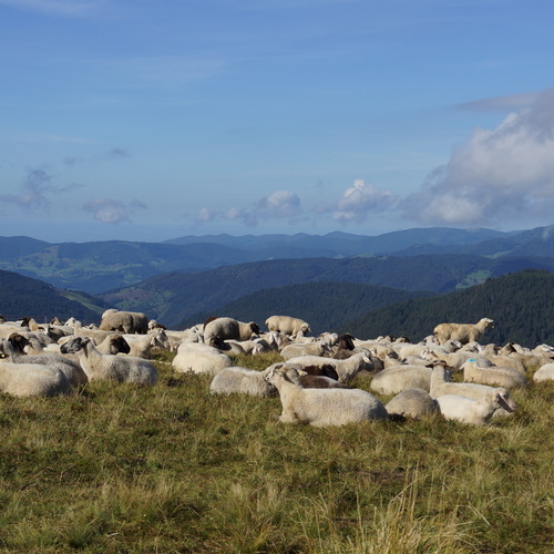 Eine Schafherde auf einer Wiese - Eine Schafherde auf einer Wiese -