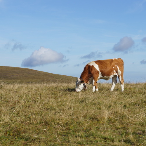 Ein Hinterwälderrind beim grasen auf einer Weide - Ein Hinterwälderrind beim grasen auf einer Weide -