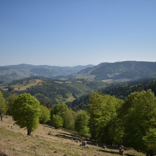 Fernblilck auf die grüne Berglandschaft mit Wiesen und Wäldern - Fernblilck auf die grüne Berglandschaft mit Wiesen und Wäldern -