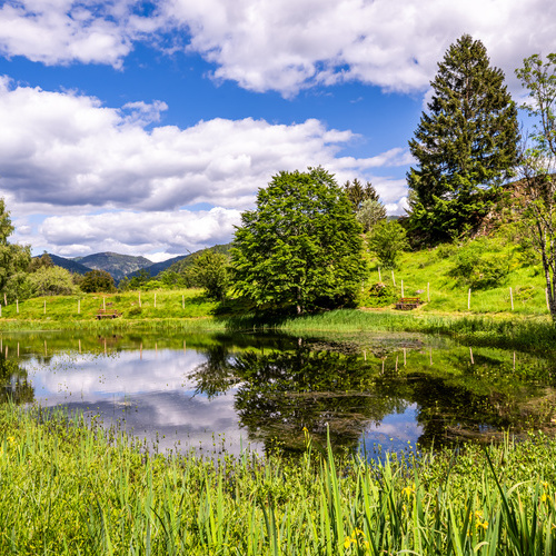 Der idyllische Letzbergweiher, oberhalb von Schönau. - Der idyllische Letzbergweiher, oberhalb von Schönau. -